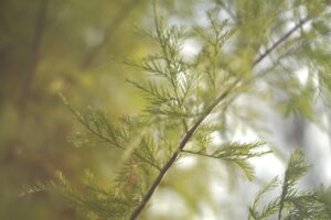 つむじはげを上手に隠す方法は女にとってどれが効果的？