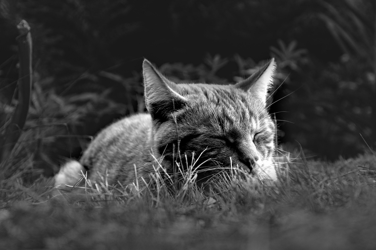 薄毛と睡眠の関係は改善に役立つのか？