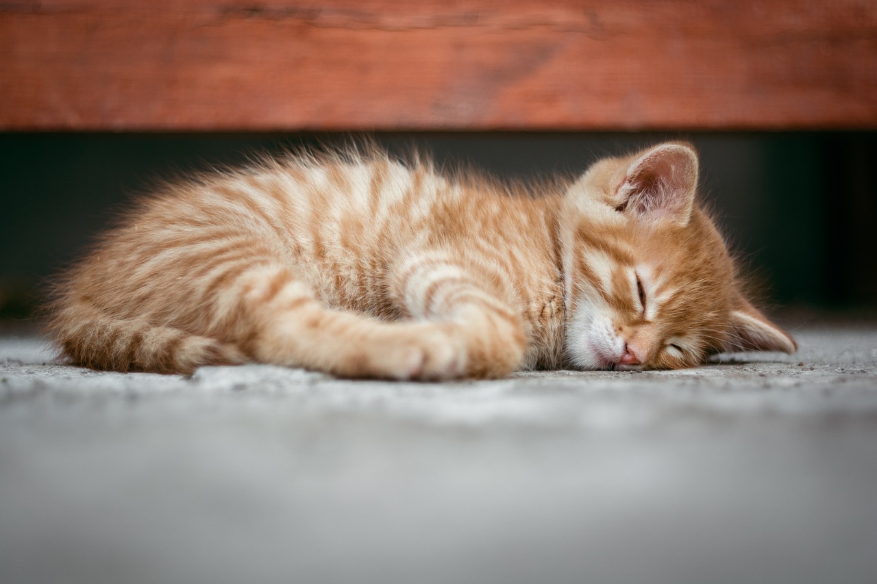 薄毛改善に役立つ睡眠の質を高める方法は？