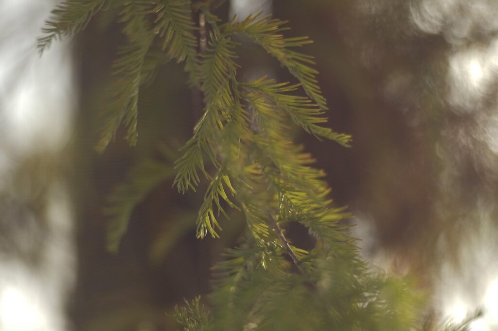 つむじのはげを改善するための育毛剤の効果は？