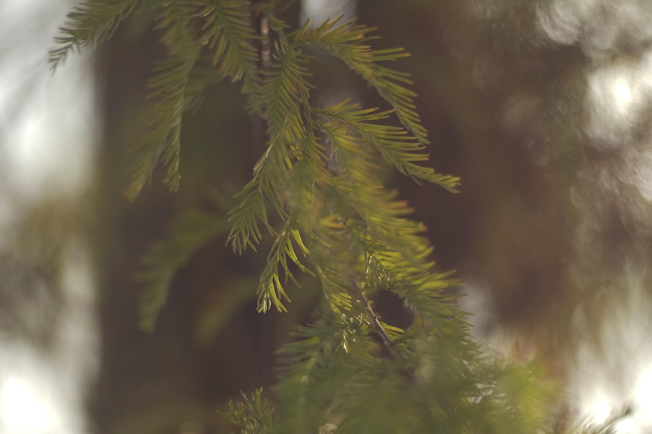 つむじのはげを改善するための育毛剤の効果は？