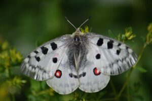短髪でつむじが目立つ原因と対策は？