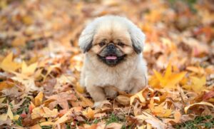 つむじ薄毛に効果的なサプリの選び方とは？