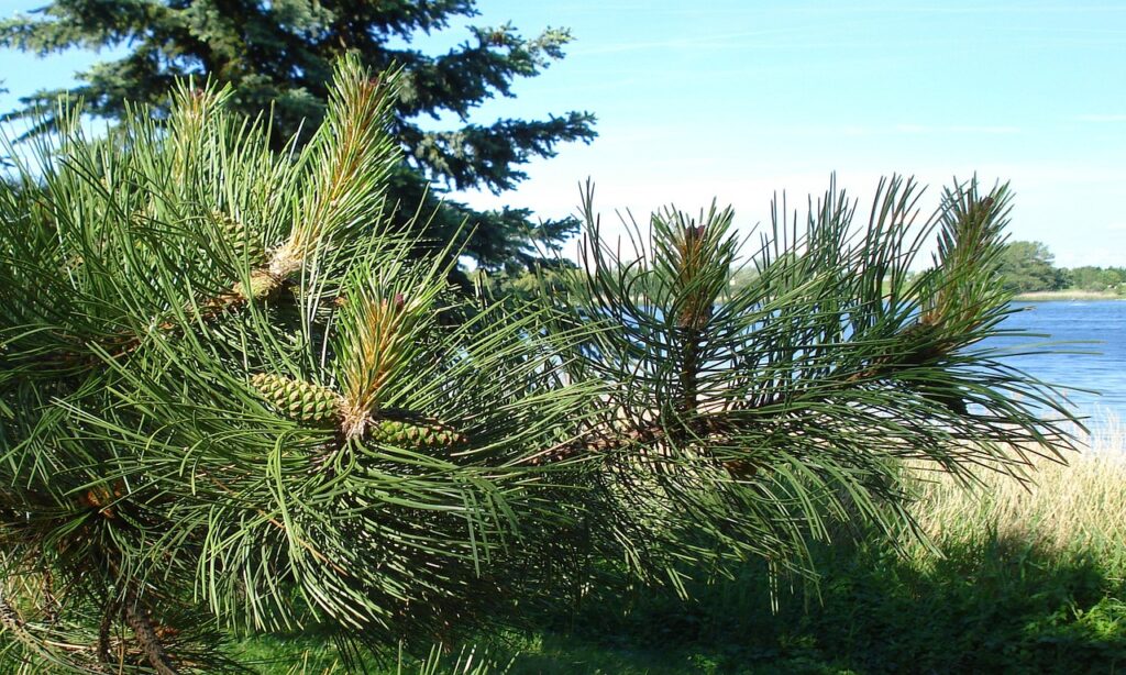 AGAクリニックのつむじ薄毛に関する比較で評判がいいのはどこがいい？