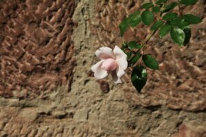 つむじ薄毛に悩む方必見！髪型の実例を画像検索で探す方法は？