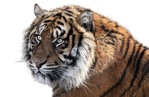 つむじ薄毛のカット料金は適正かどうかを見極めるポイントは？