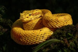 つむじハゲを隠すパフのおすすめランキングと選び方は？