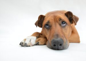 薄毛をカバーする目立たない髪型はどれがベスト？